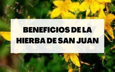 Hierba de San Juan o hipérico: beneficios y para qué sirve