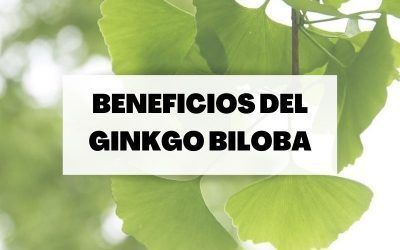 Todo sobre el Ginkgo Biloba: Indicaciones y beneficios para la salud