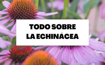 Descubre todo lo necesario sobre la echinácea