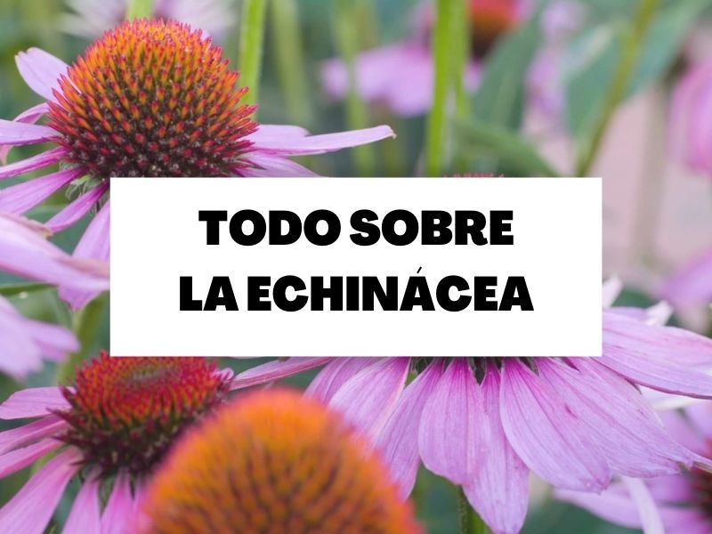 Descubre todo lo necesario sobre la echinácea